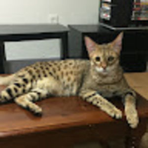 Meet your Posher, Ryan